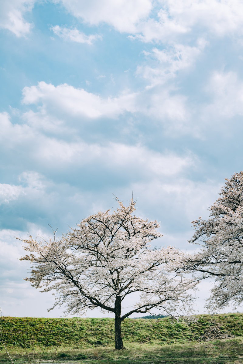 青空と白い雲を背景に、緑の草原に立つ満開の桜の木