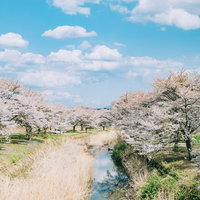 笹原川に反射する千本桜の満開風景 郡山市福島県の春景色の写真