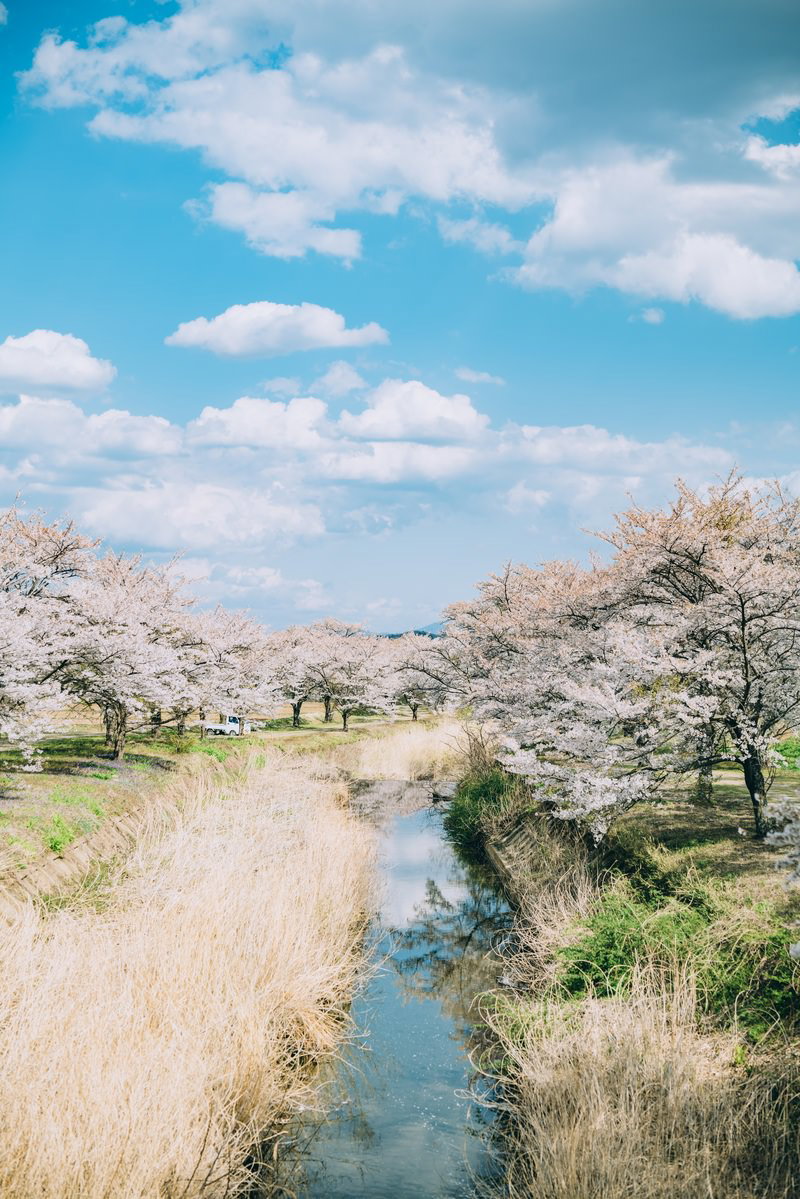 笹原川の水面に映る満開の桜並木と青空の風景