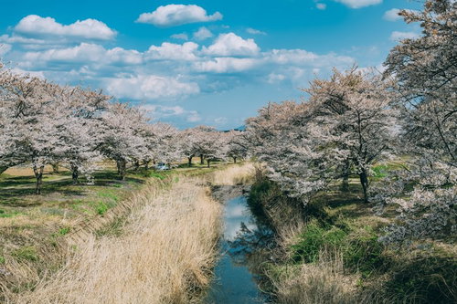 笹原川の千本桜 - 福島県郡山市の春風景