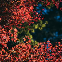 真っ赤に染まるモミジの紅葉と青空の自然風景の写真