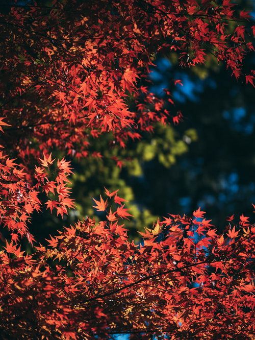 真っ赤に染まるモミジの紅葉と青空の自然風景