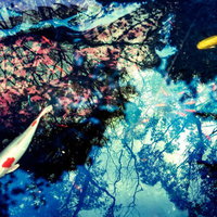 池の鯉（フォトモンタージュ）の写真