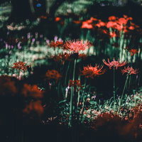 赤橙色の細い花弁が放射状に開く彼岸花の群生風景の写真