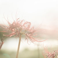 散り間際の赤い彼岸花 - 秋の季節の移ろいを表現した花のの写真