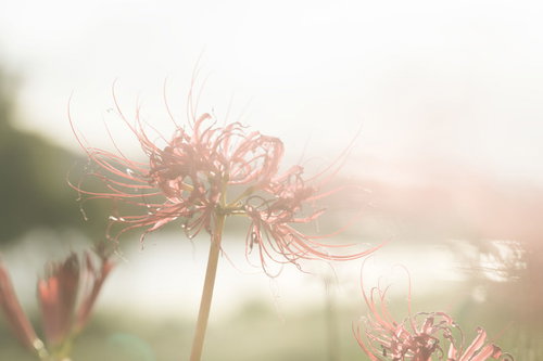 散り間際の赤い彼岸花 - 秋の季節の移ろいを表現した花の