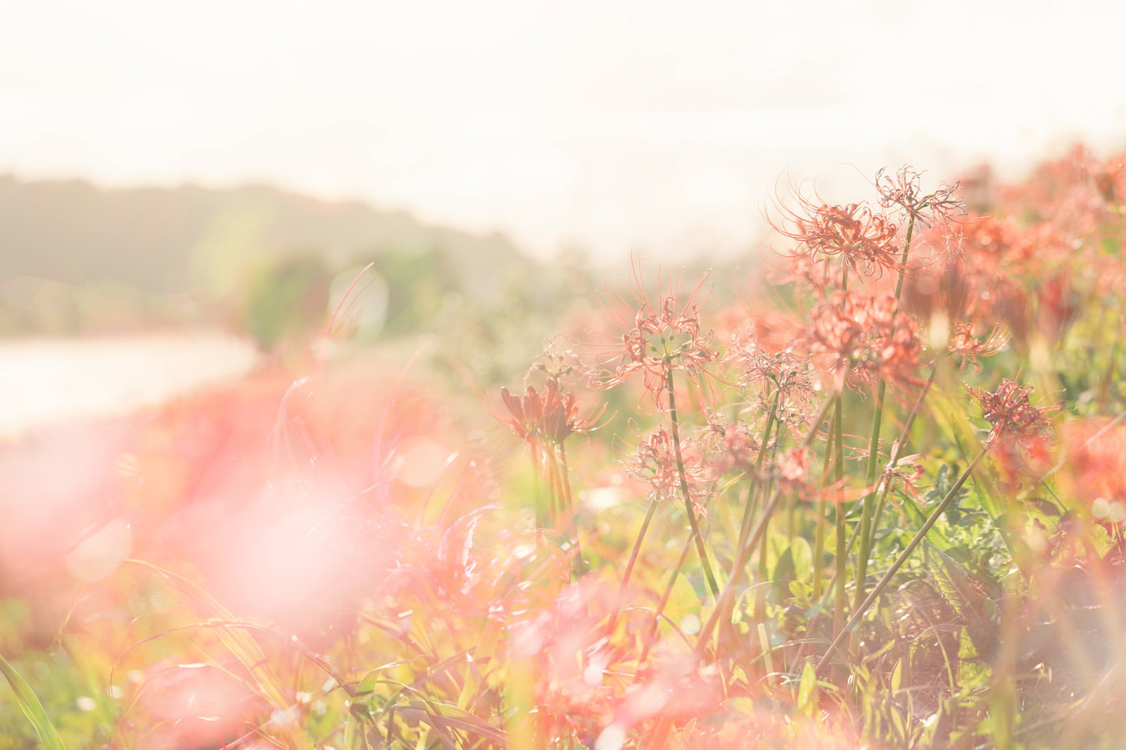川沿いに咲くピンクの彼岸花