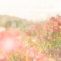 川沿いの秋に咲くピンクの曼珠沙華の写真