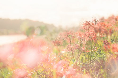 川沿いの秋に咲くピンクの曼珠沙華