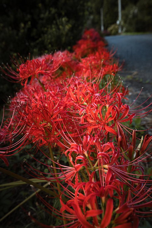路肩に咲く赤い彼岸花の秋の風情