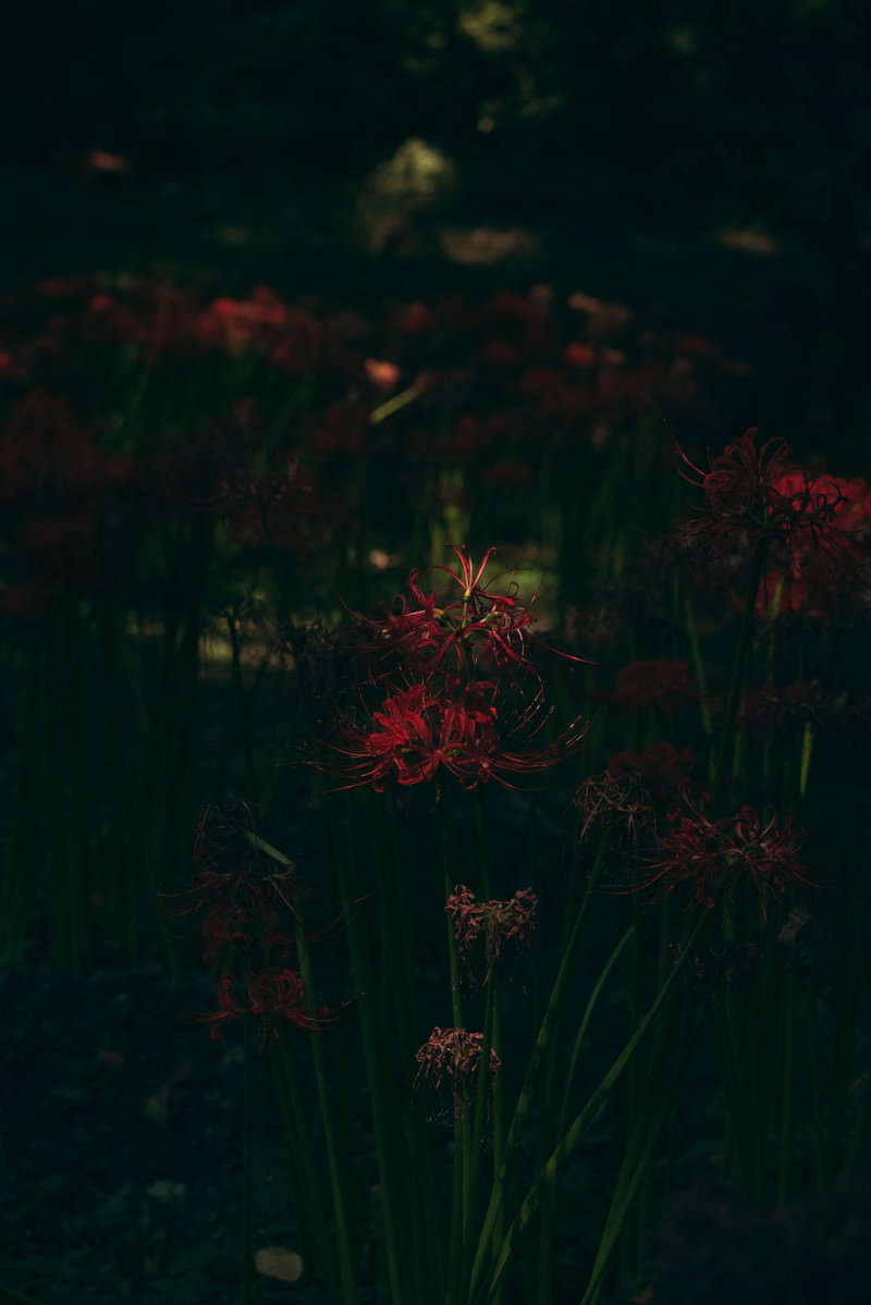 薄暗い森の中に咲く赤い彼岸花