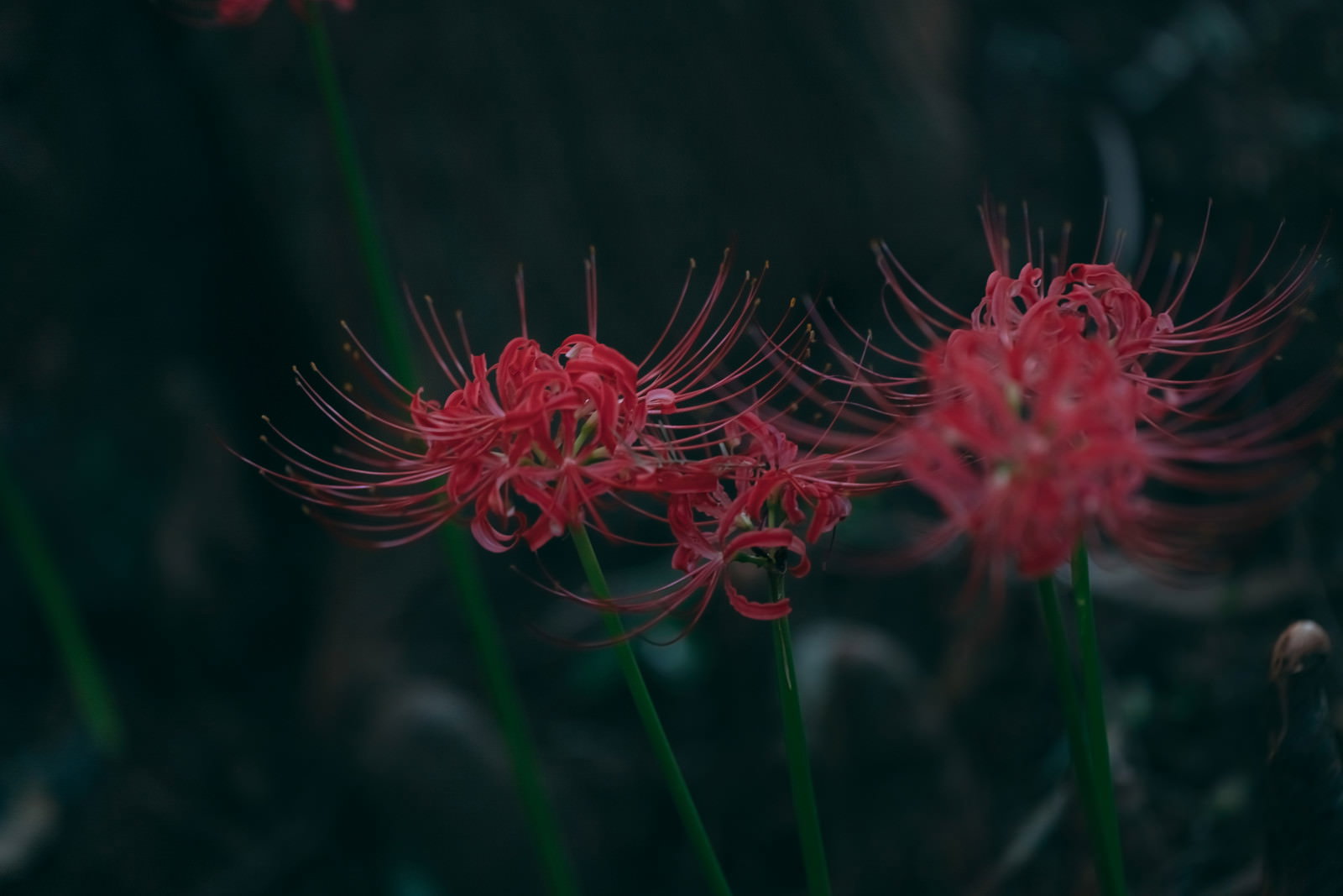 暗い背景に咲く赤い彼岸花の花