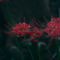 彼岸花の季節に咲く赤い花｜秋の和の植物の写真