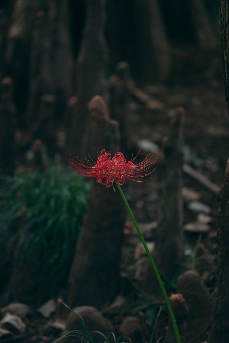 暗い背景に一本だけ咲いた赤い曼珠沙華（彼岸花）