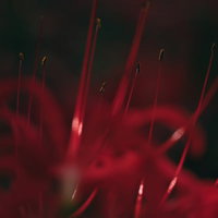 リコリス（彼岸花）の長く伸びた雄しべの接写の写真