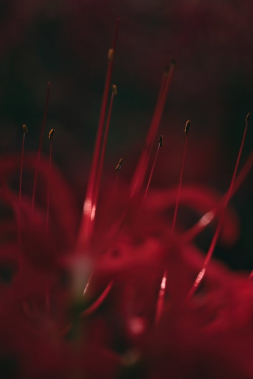 リコリス（彼岸花）の長く伸びた雄しべの接写