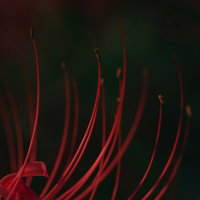 彼岸花の雄しべをマクロで捉えた接写、赤い花の繊細な構造の写真