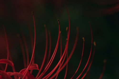 彼岸花の雄しべをマクロで捉えた接写、赤い花の繊細な構造