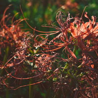 赤から茶色へ変わる枯れはじめた彼岸花の花弁の写真