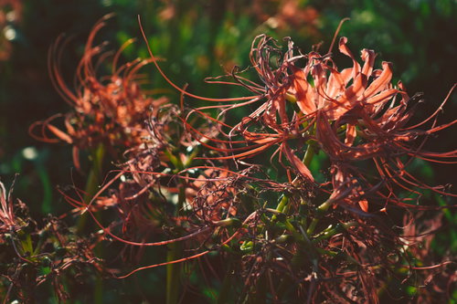 赤から茶色へ変わる枯れはじめた彼岸花の花弁