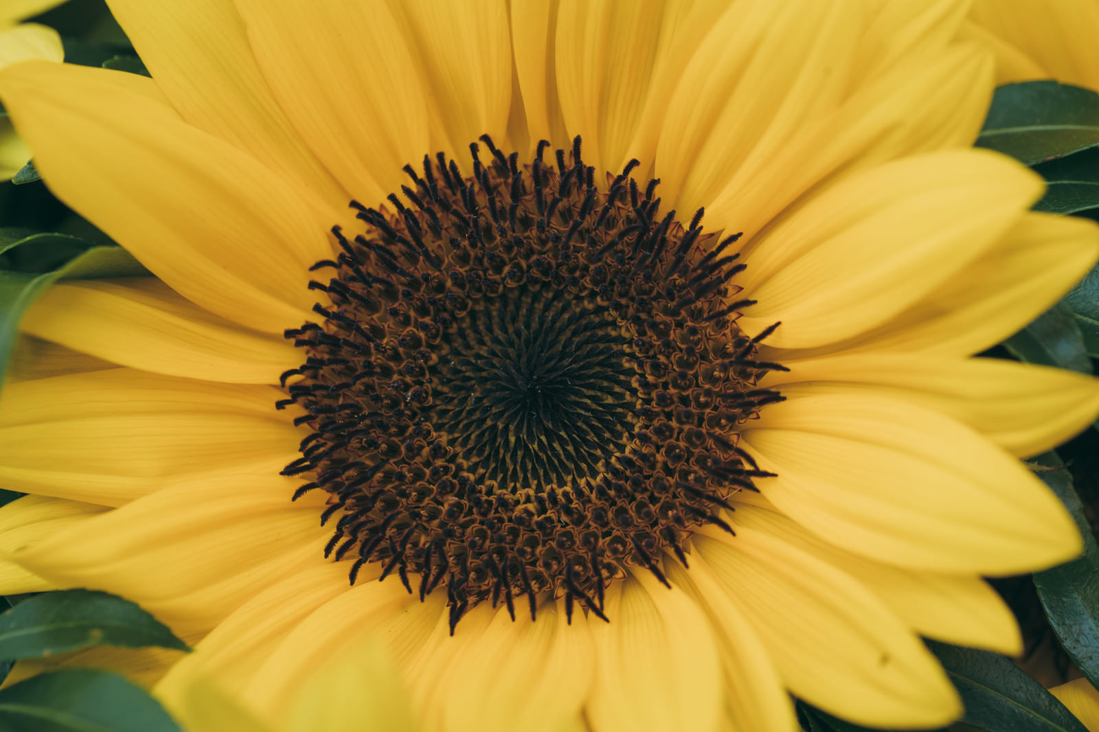 ひまわりの花を正面から接写