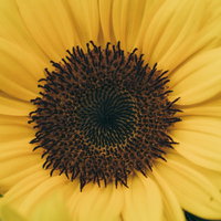 クローズアップで撮った小さい向日葵の花びらと種の写真