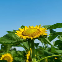 空を向いて咲く黄色い向日葵の花畑の写真