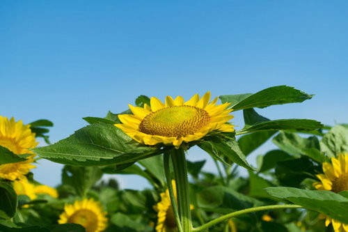 空を向いて咲く黄色い向日葵の花畑