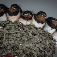 泥の巣の中で6羽のツバメの雛が仲良く並ぶの写真