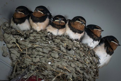 泥の巣の中で6羽のツバメの雛が仲良く並ぶ
