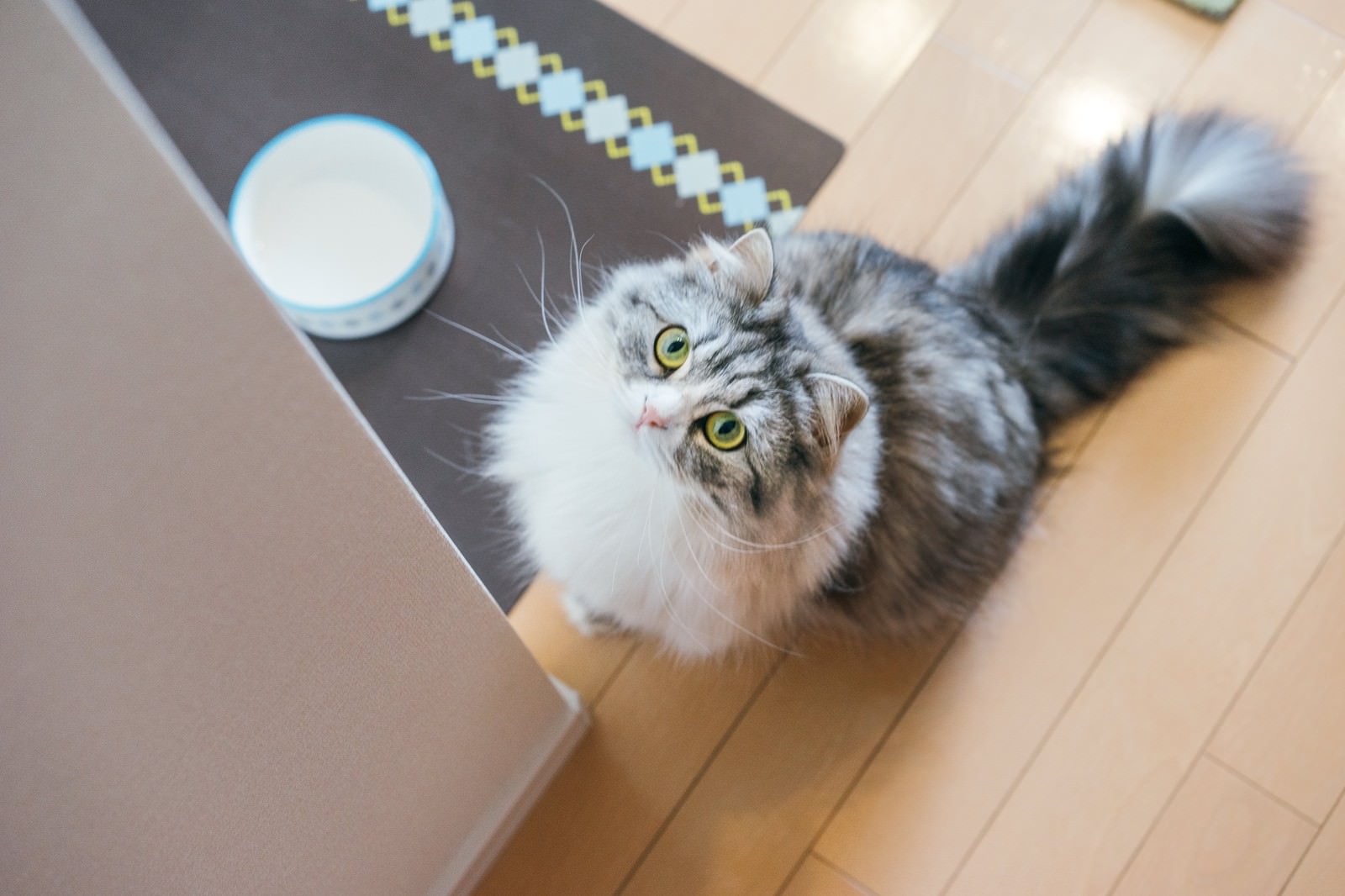 ご飯を催促して見上げるスコティッシュフォールドの灰白色の猫