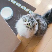 ご飯を催促して見上げるスコティッシュフォールドの猫の写真