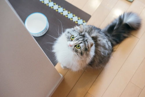 ご飯を催促して見上げるスコティッシュフォールドの猫の写真