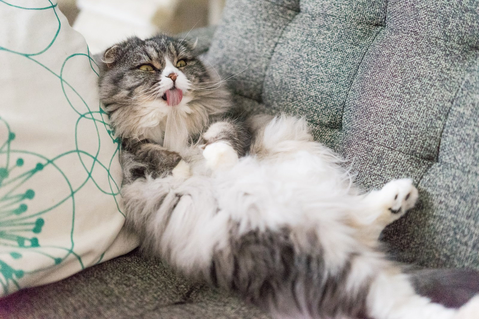 ソファーで仰向けになり舌を出すスコティッシュフォールドのグレー白の長毛猫