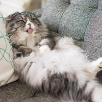 ソファーでくつろぐスコティッシュフォールドのオス猫の写真