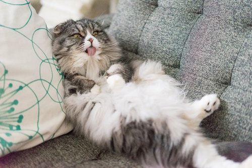 ソファーでくつろぐスコティッシュフォールドのオス猫の写真