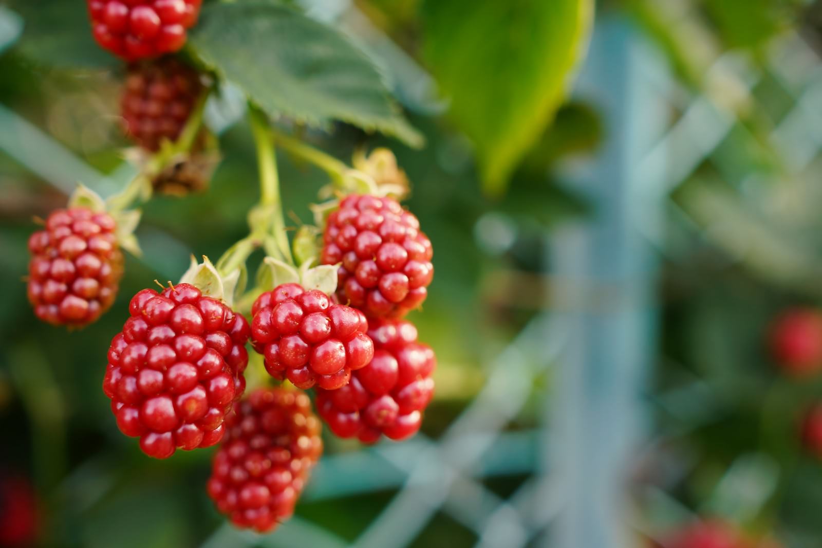赤く熟した複数の野イチゴが茎に付いている接写画像