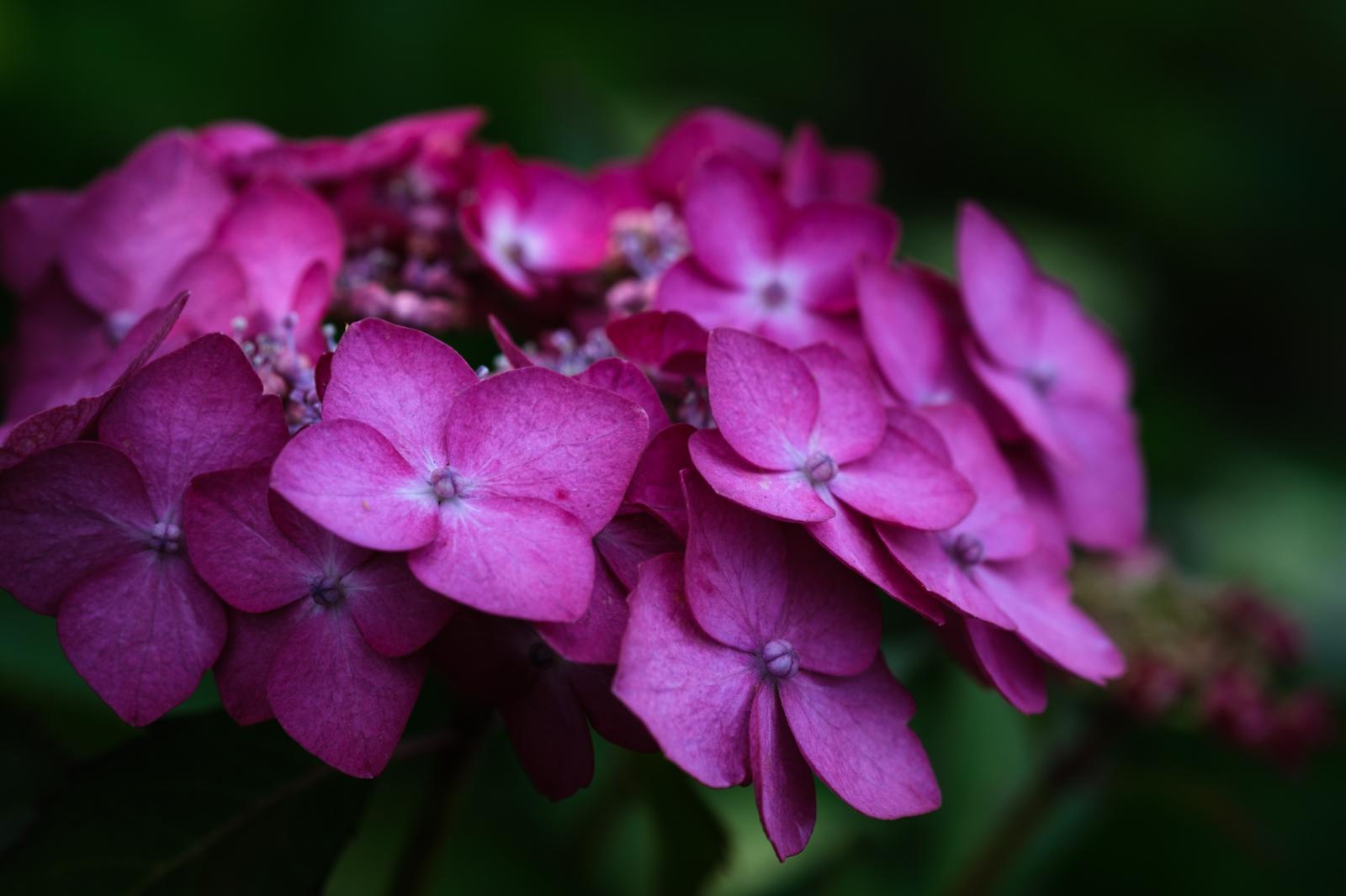 濃いピンク色のあじさいが群れて咲き、中央に薄紫色の花芯が見える