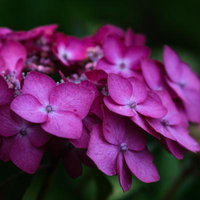 梅雨の中で咲く濃いピンク色のあじさいの花の写真