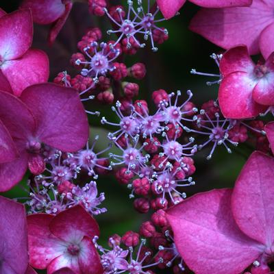 梅雨の季節に咲く紫陽花の鮮やかなピンク色の花の写真