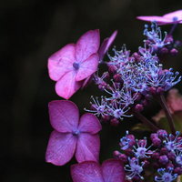 紫陽花と梅雨 雨季のあじさいと蜻蛉の写真