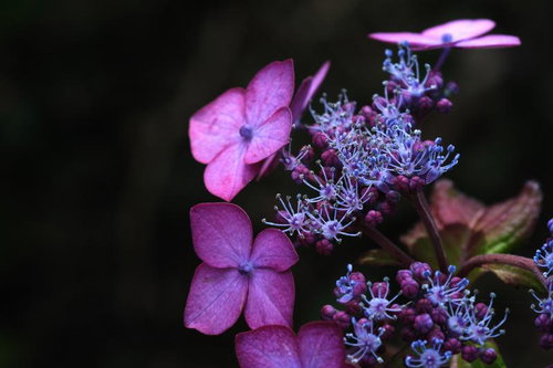 紫陽花と梅雨 雨季のあじさいと蜻蛉