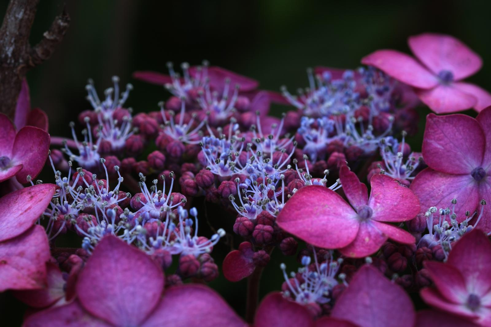 梅雨の時期に咲くピンク色の紫陽花の接写