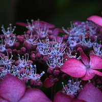 雨季の紫陽花、梅雨の中で咲くピンク色のあじさいの写真