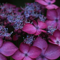 梅雨の花、紫陽花とガクアジサイが咲く雨季の絆の写真