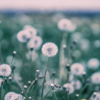 タンポポの綿毛が風に揺れる春の野草の群生風景の写真