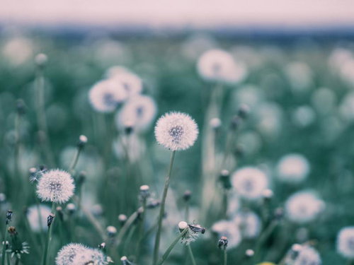 タンポポの綿毛が風に揺れる春の野草の群生風景