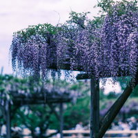 棚に咲き誇る藤の花の美しい景観と春の庭園風景の写真