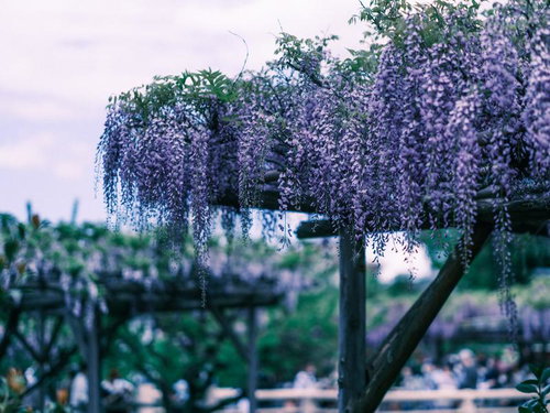 棚に咲き誇る藤の花の美しい景観と春の庭園風景
