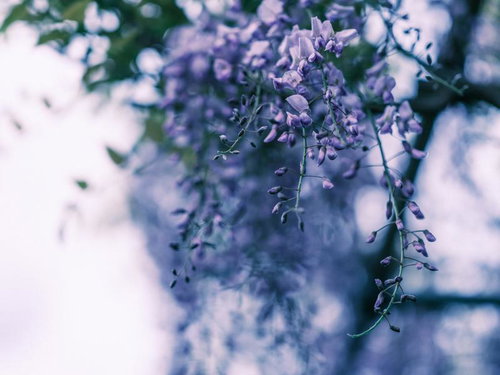 紫色の藤の花が垂れ下がる春の房状花序